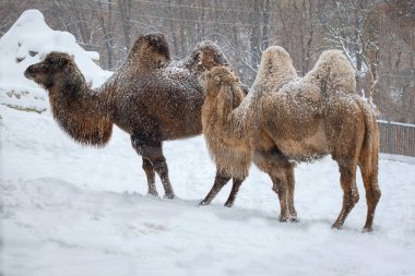 iki-devesi kış 