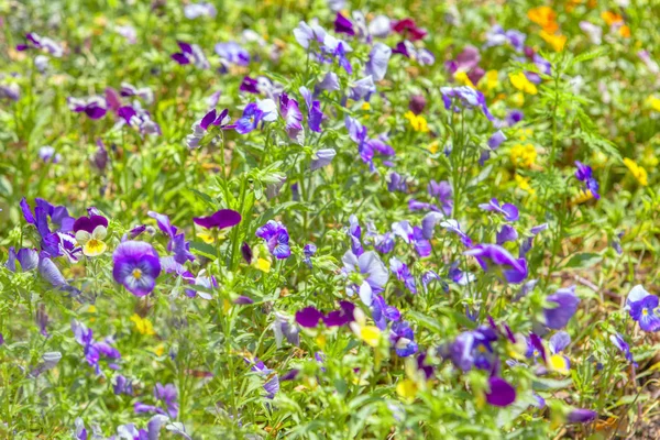 Bunten Hintergrund Mit Frühlingsblumen — Stockfoto