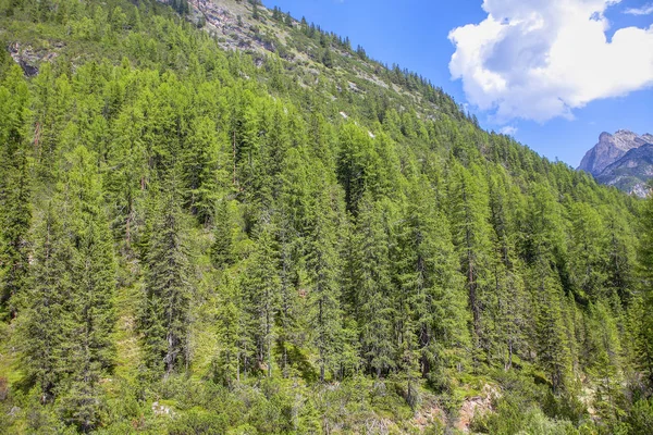 coniferous green forest growing on the mountains