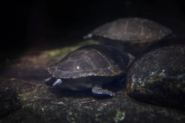 Tortue Sous Marine Entre Les Pierres — Photo