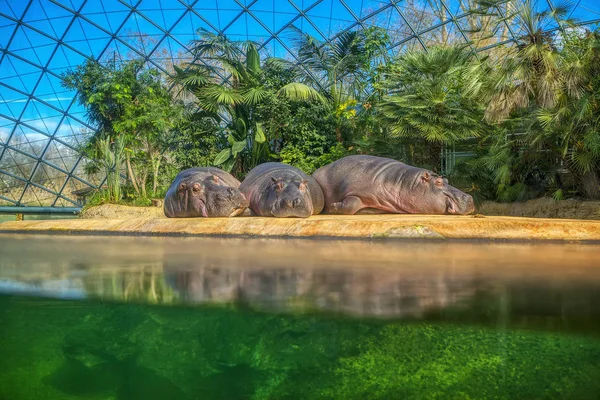 Flusspferde Schlafen Auf Der Tropischen Insel — Stockfoto