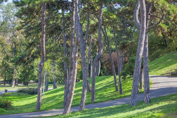 Зелений Парк Хвойними Деревами — стокове фото