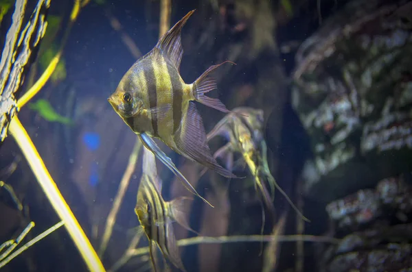 Angelfish Transparent Tropical Water — Stock Photo, Image