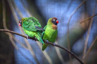 bir şube üzerinde ayakta iki komik papağan