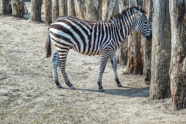 Fiatal Zebra Állandó Kerítés Közelében — Stock Fotó