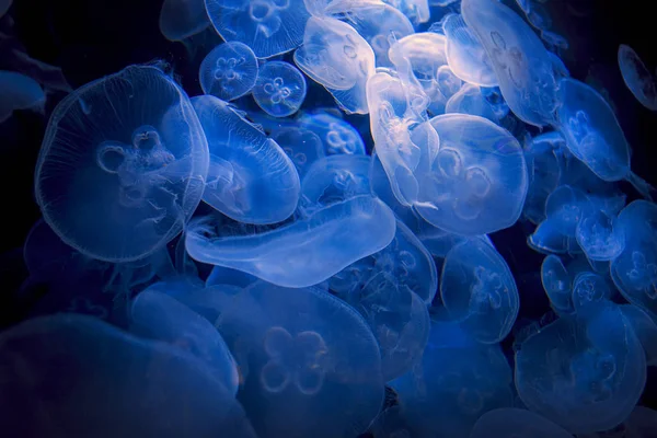 Krásné Přírodní Pozadí Medúzy Modré Vodě — Stock fotografie