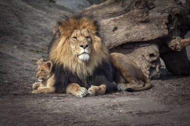 Gurur aslan ve bebek cub birlikte ayakta