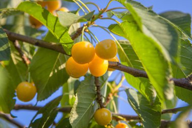 ağaçta büyüyen tatlı Sarı kiraz