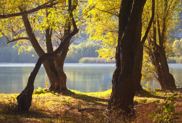 Idyllic Autumn Nature Trees River Shore — Stock Photo, Image