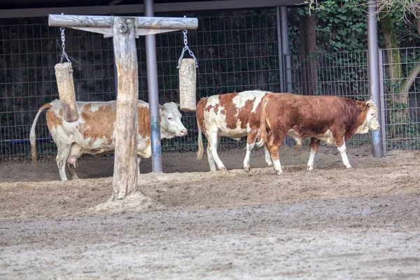 Fazenda Rústica Com Vacas Domésticas — Fotografia de Stock