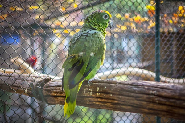 Groene Papegaai Staande Log — Stockfoto