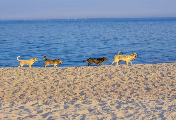 Стадо Собак Гуляющих Пляжу — стоковое фото