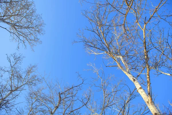 Φυσική Όψη Των Δέντρων Και Του Γαλάζιου Ουρανού — Φωτογραφία Αρχείου