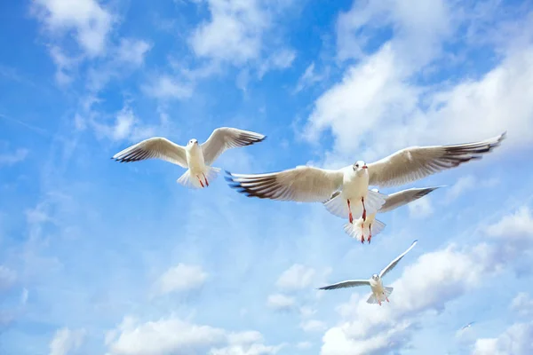 Gaviotas Voladoras Con Alas Desplegadas — Foto de Stock