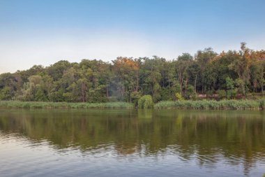 göl kıyısında büyüyen yeşil ağaçlar