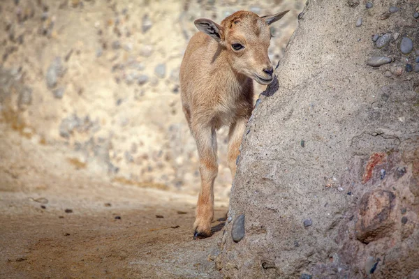 小さな子羊は岩の近くに隠れる — ストック写真