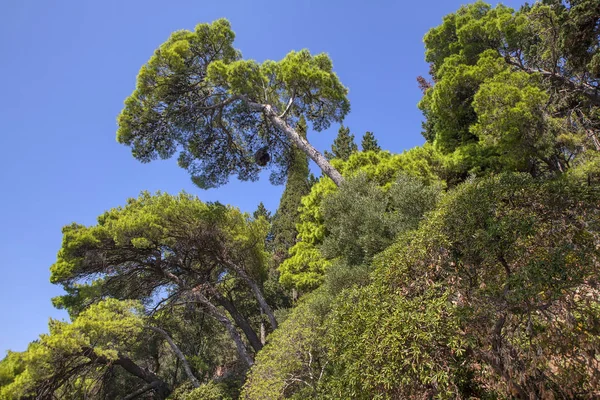 Árboles Exóticos Tropicales Evergreen Contra Cielo Azul —  Fotos de Stock