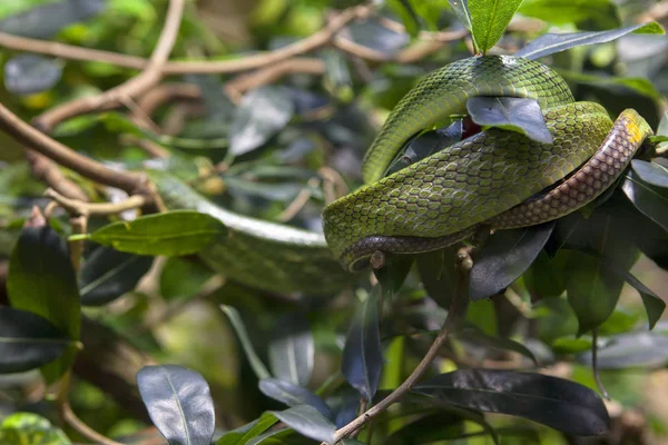 jungle wild nature with snakes and green leaves