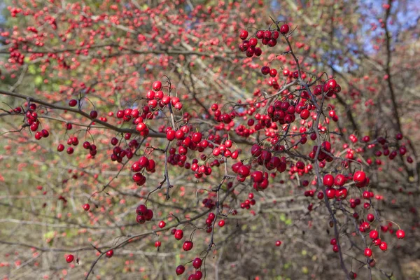 Hawthorn Berries Background Autumn — Stock Photo, Image