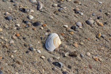 Plajın kumları üzerinde kabuk