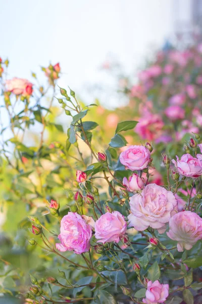 Čerstvé Nádherné Růže Rostoucí Zahradě — Stock fotografie