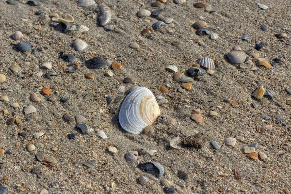 Shell Sand Beach — Stock Photo, Image