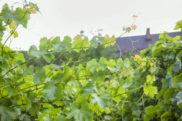 春のブドウの栽培 緑のワイナリー — ストック写真