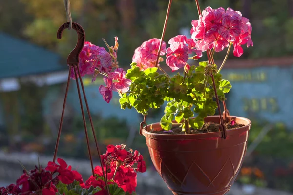 Hangende Bloempot Met Roze Bloemen — Stockfoto