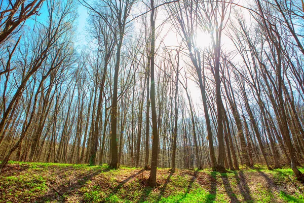 Sunrise Het Voorjaar Forest — Stockfoto