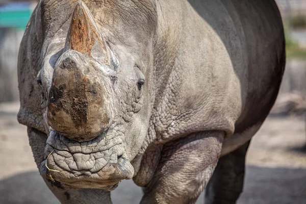 Sumatran Rhino Porträtt Bild Med Detaljer — Stockfoto