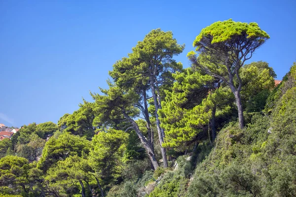 Tropische Groenblijvende Bomen Top — Stockfoto