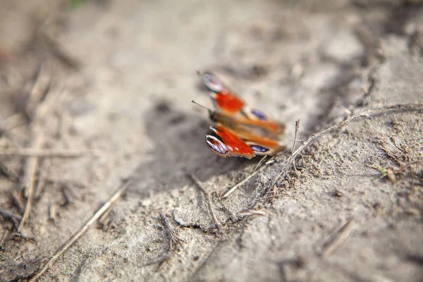 Motýl Roztašími Křídly Stojící Zemi — Stock fotografie