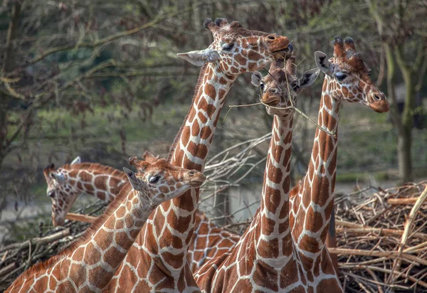 Giraffe beautiful family standing together