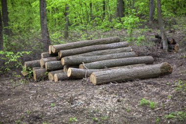 Ormanda doğranmış ahşap kütükler 