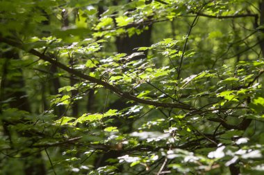 Bahar dallarında yeşil yapraklar 