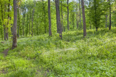 Bahar mevsiminde yeşil bir ormanda ağaçlar