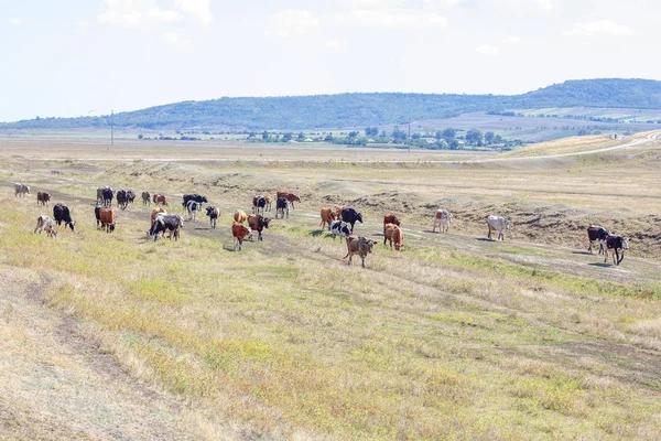 牧草地を歩く牛の群れ — ストック写真