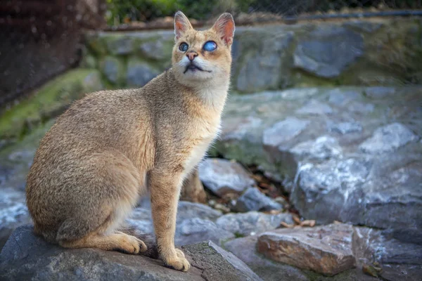 Mavi Gözlü Büyük Vahşi Kedi — Stok fotoğraf