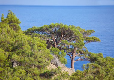 deniz kenarında büyüyen egzotik ağaçlar