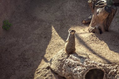 sevimli mirket nöbetçi yukarı bakıyor