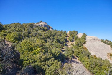 kayalık kayalıklarda büyüyen yeşil ağaçlar