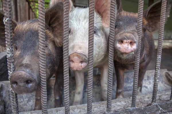 Drei Schweine Käfig — Stockfoto
