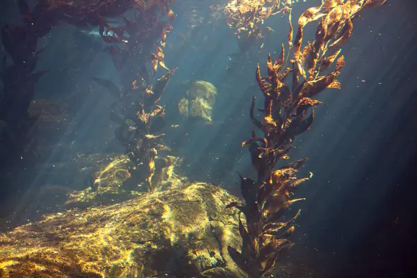 Underwater Nature Algae Sun Rays — Stock Photo, Image