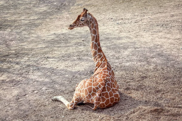 Giraff Liggande Marken — Stockfoto