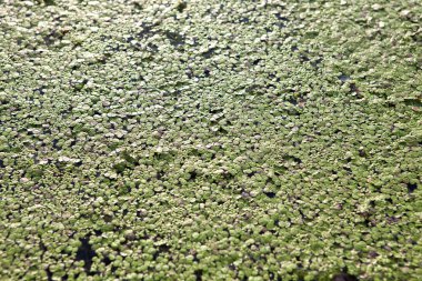 su yüzeyinde yeşil alg