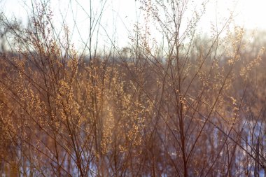 güneş ışığında yabani bitkilerin yakın görüntü