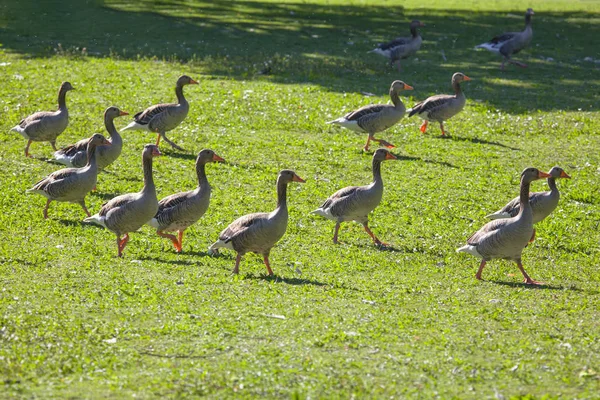 Flock Geese Walking Grass — Stock Photo, Image