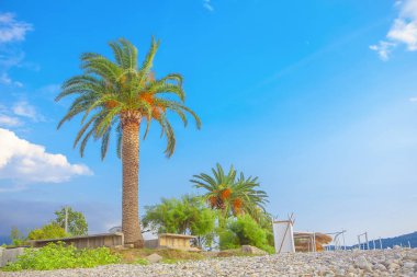 avuç içi ile güneşli plajda tatil 