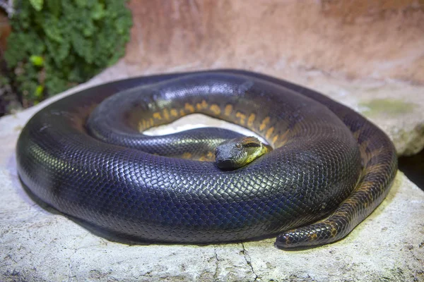 Close Big Anaconda Snakes — Stock Photo, Image