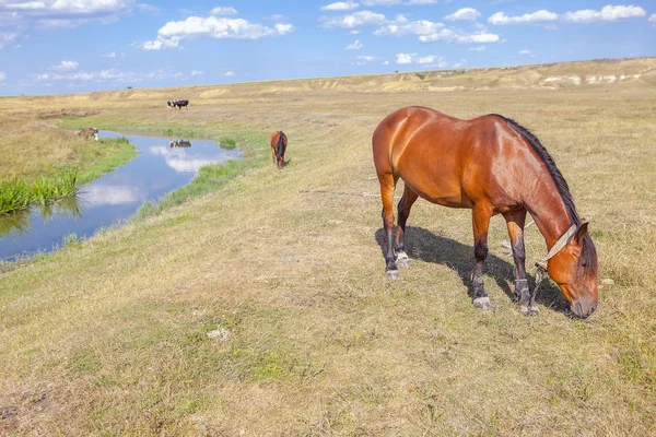 Konie Domowe Pasą Pastwiskach Letnich — Zdjęcie stockowe
